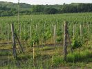 Vignes moraves